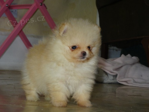 Prod�m �t��ata Pomeraniana.