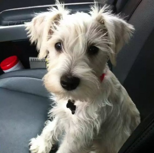 Zdrav� a kr�sn� �t��ata mal�ho kn�ra�e a feny na prodej.