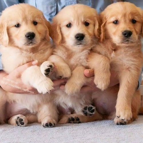 Prod�m o�kovan� �t��ata zlat�ho retr�vra.