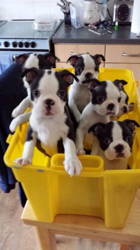 Prod�m �t��ata bostonsk�ho teri�ra