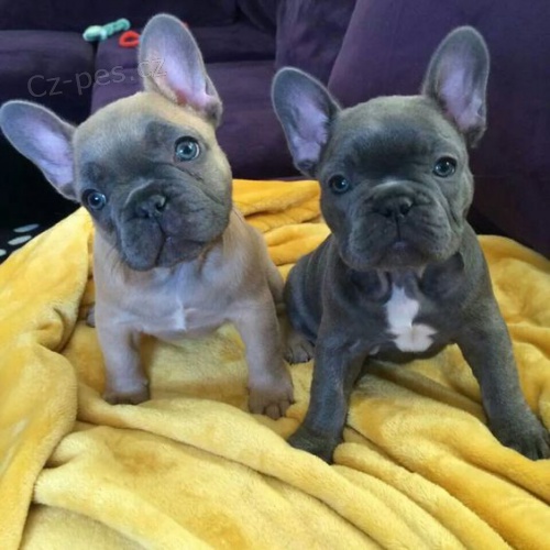 Prod�m �t��ata francouzsk�ho buldo�ka.