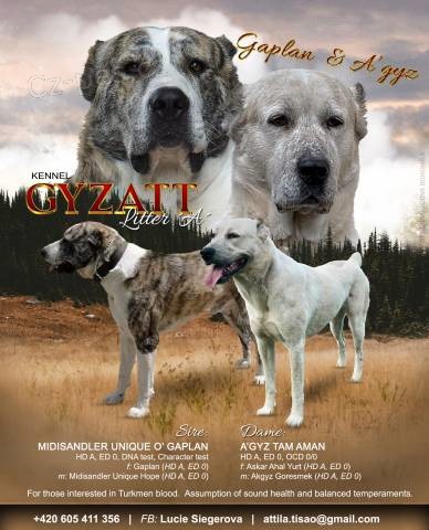 Prod�m �t��ata st�edoasijskeho pastevec. psa s PP