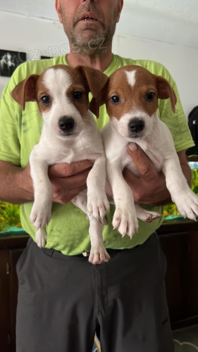 �t��ata Jack Russell teri�ra.