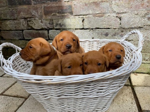 �t��ata labradorsk�ho retr�vra.