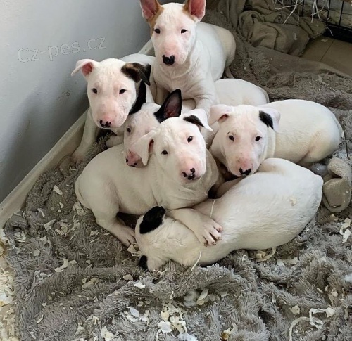 �t��ata b���ho teri�ra.