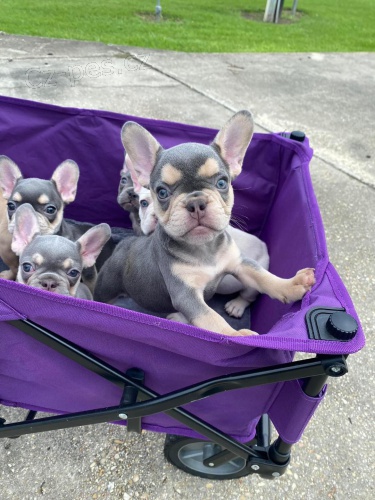 Rozko�n� �t��ata francouzsk�ho buldo�ka.