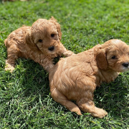ڞasn� �t���tka Cavapoo.