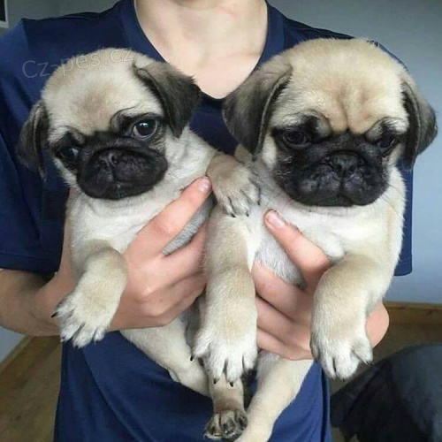 Rodokmen �t��ata mopsl�k�.