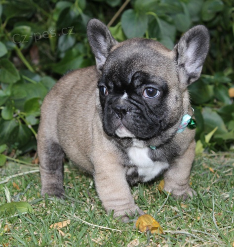 �t��ata francouzsk�ho buldo�ka.