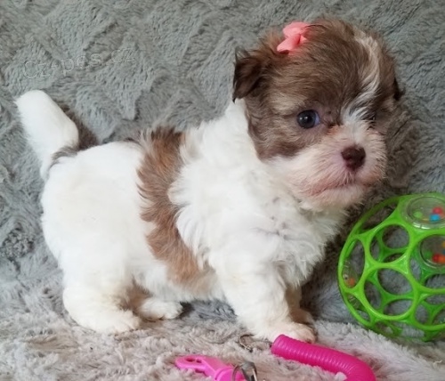 Prod�m zdrav�, o�kovan� a od�erven� �t��ata Havana.