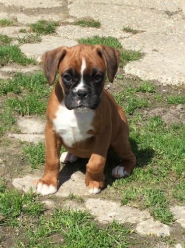 Prod�m kr�sn� �t��ata n�meck�ho boxera