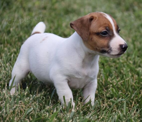 Prod�m �t��ata Jack russell teri�ra.