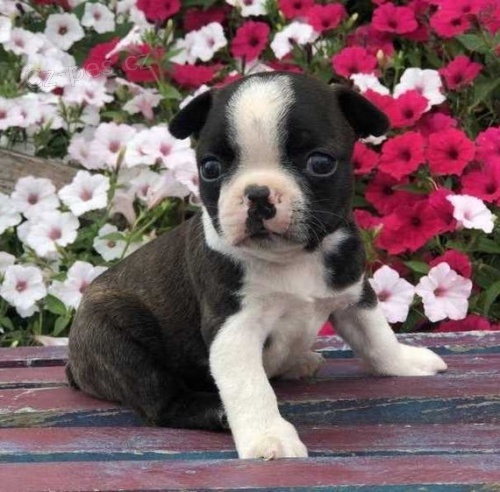 Prod�m �t��ata bostonsk�ho teri�ra