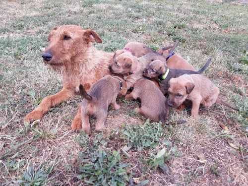 Irsk� teri�r - �t��ata s PP