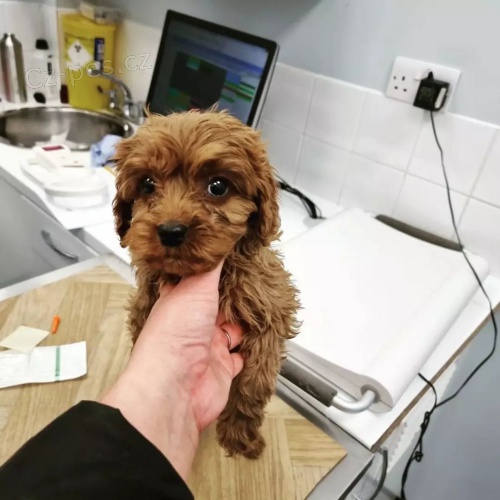 �t��ata pudl�.