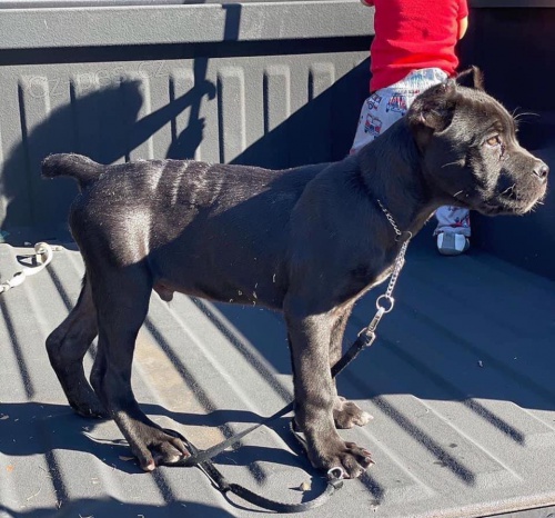 �t��ata Cane Corso.
