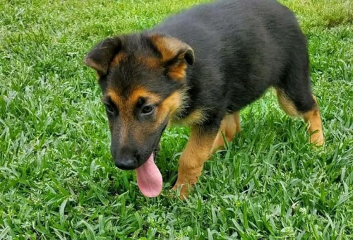 �t��ata n�meck�ho ov��ka.