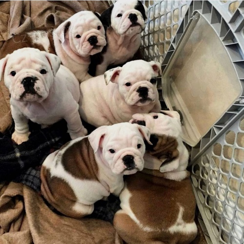 �t��ata anglick�ho buldoka.