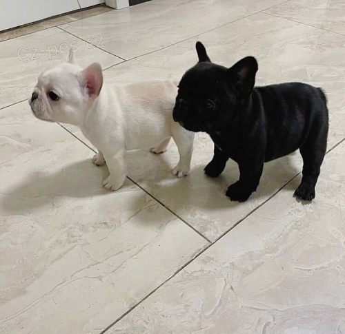 �t��ata francouzsk�ho buldo�ka.