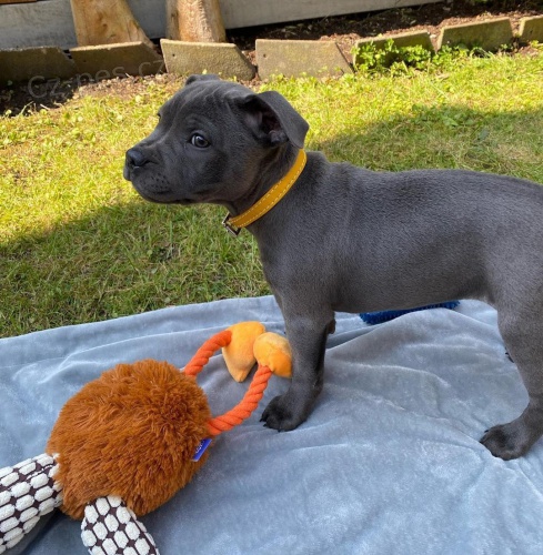 �t��ata staford��rsk�ho bulteri�ra.