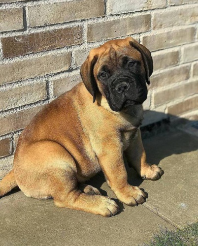 Bullmastiff �t��ata.