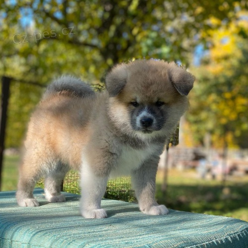 Americk� �t��ata Akita.