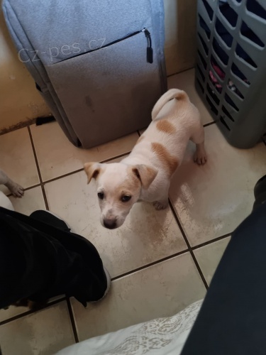 �t��ata Jack Russell Terrier.