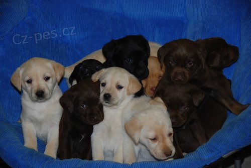 �t��ata labradorsk�ho retr�vra.