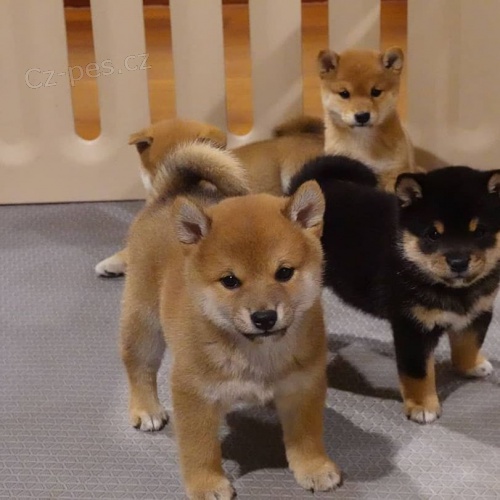 �t��ata Shiba Inu.