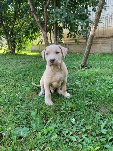 �t��ata Pitbull teri�ra.