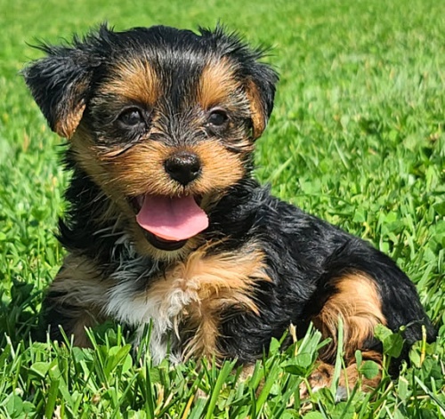 Prod�m o�kovan� a od�erven� �t��ata jork��rsk�ho teri�ra.