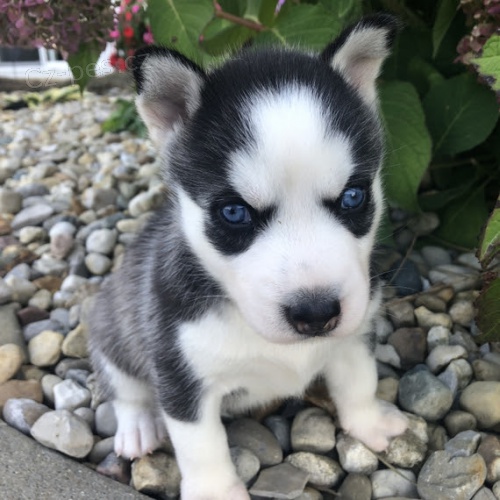 �t��ata sibi�sk�ho huskyho k adopci.