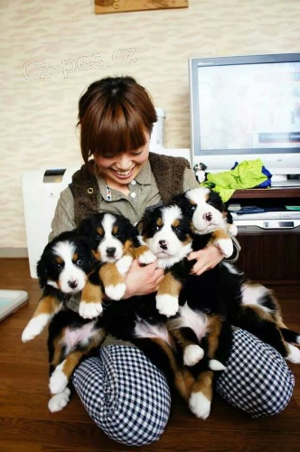 Prod�m o�kovan� �t��ata Bernsk�ho sala�nick�ho psa.