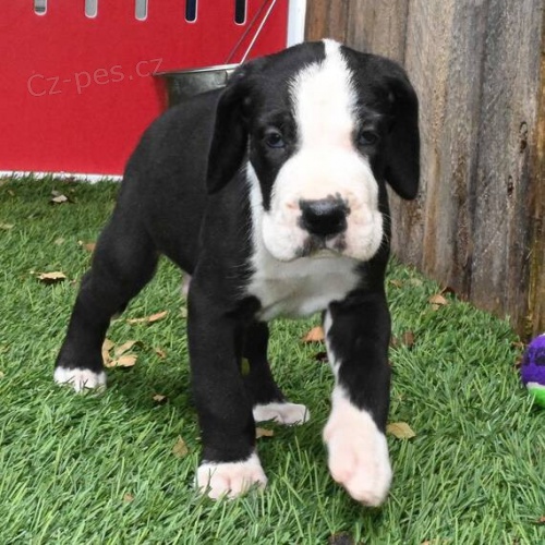 Prod�m o�kovan� �t��ata n�meck� dogy.