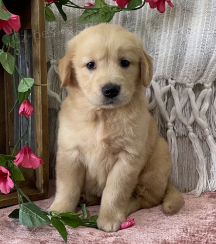 Prod�m ZDRAV�, O�KOVAN� a od�erven� �t��ata zlat�ho retr�vra.