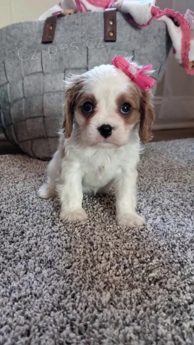 Kr�sn� a rozko�n� �t��ata Kaval�r King Charles Spaniel na prodej.