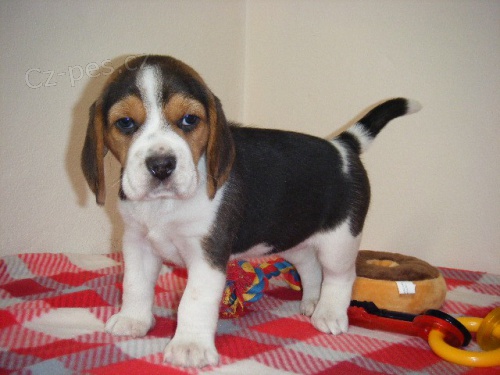�t��ata BEAGLE na prodej.