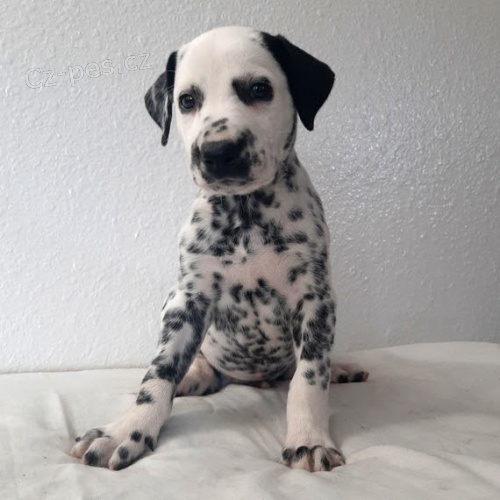 Prod�m o�kovan� �t��ata Dalmatin�