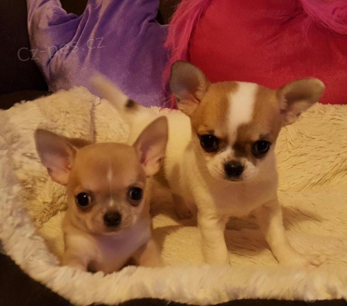 Prod�m kr�snou a o�kovanou �ivavu mini