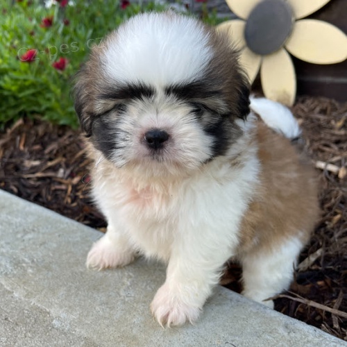 Prod�m �t��ata SHIH TZU