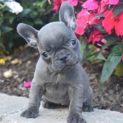 Prod�m �t��ata francouzsk�ho buldo�ka.