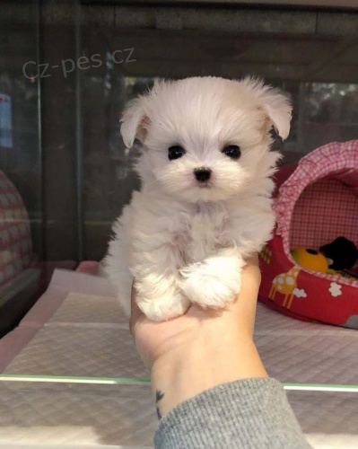 miniaturn� �t��ata malt�z�k� na prodej.