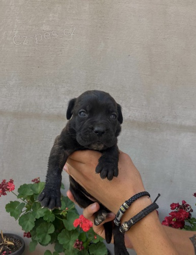 Cane Corso �t��ata na prodej