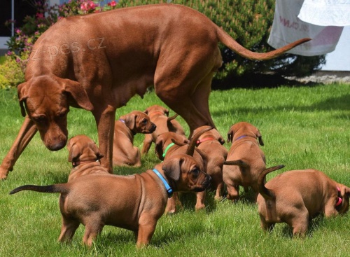 �t��ata Rhod�sk�ho ridgebacka