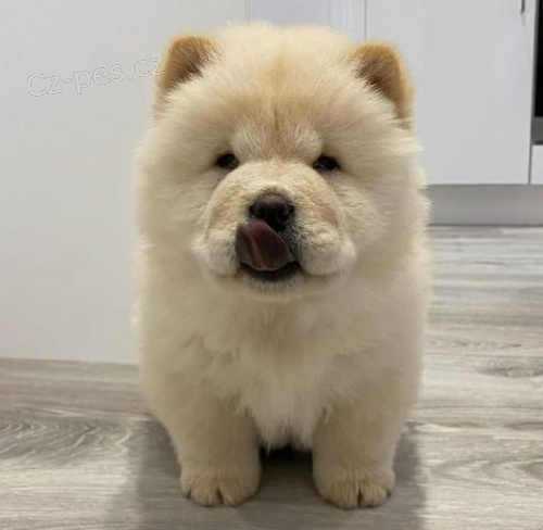 Chow Chow �t��ata k adopci.