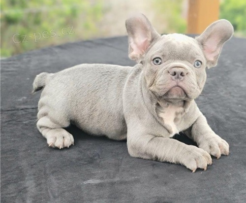 �t��ata francouzsk�ho buldoka k adopci.