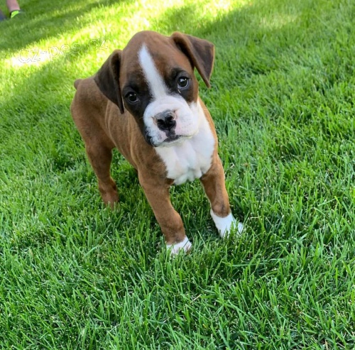 N�dhern� boxersk� �t���tka k adopci.