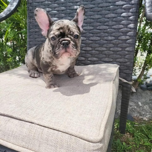 �t��ata francouzsk�ho buldoka k adopci.