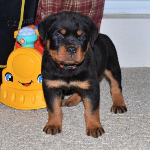 Ohromuj�c� �t��ata Rottweiler� k adopci.
