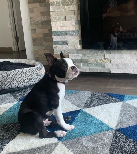 Bostonsk� teri�r k adopci.